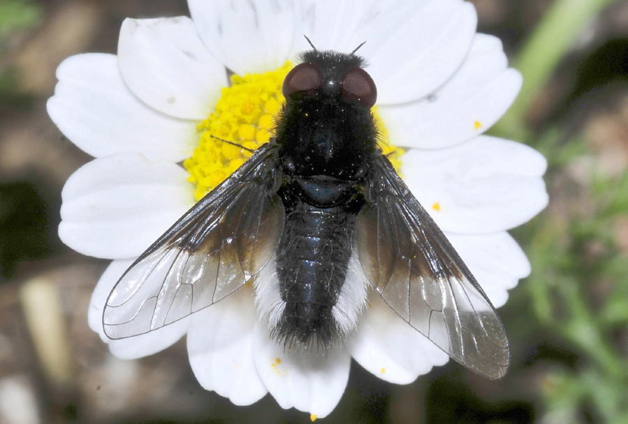 Bombyliidae:  cfr. Chalcochiton pallasii